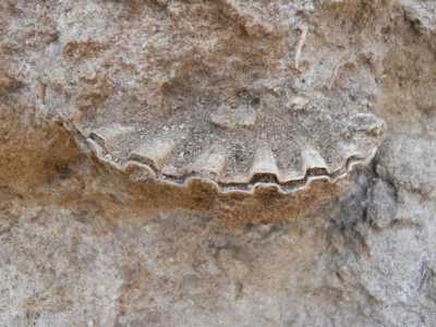 Resti Fossili conservati nella roccia dell'ipogeo del Seminario 